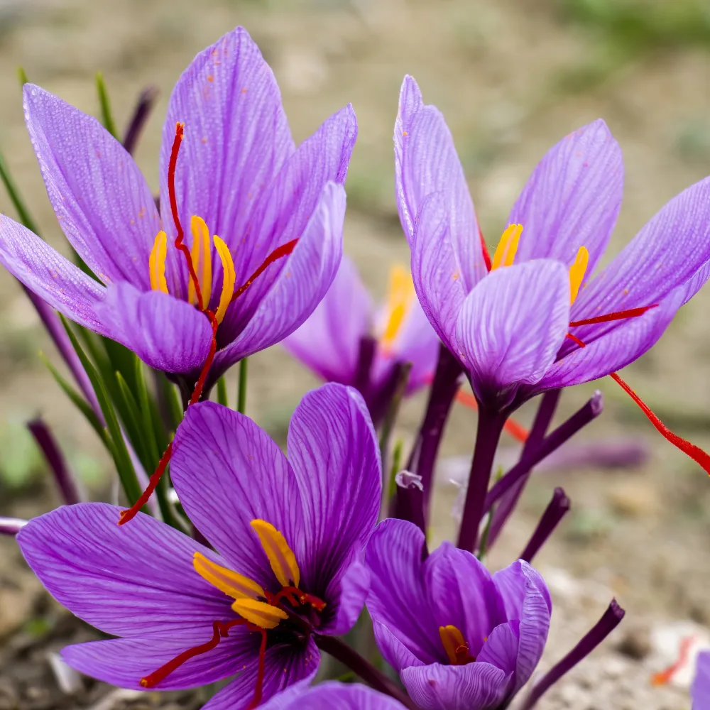 10 Crocus safran Crocus sativus
