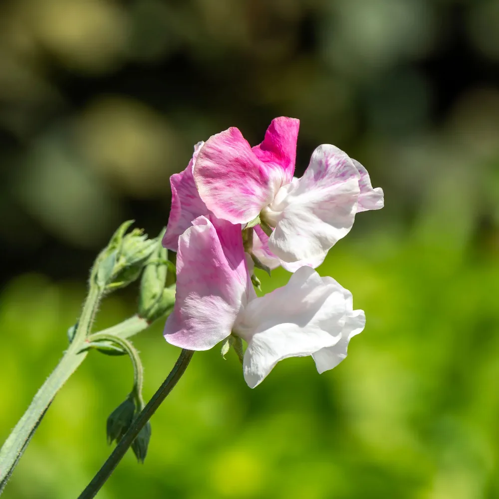 Pois de senteur Painted lady 1937 Lathyrus odoratus grandiflorus painted lady 1937