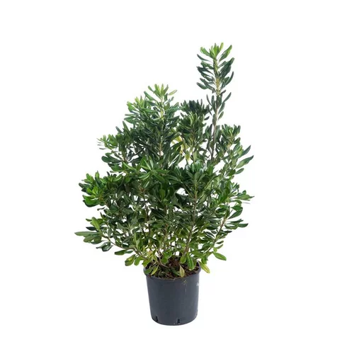 Pittosporum Tenuifolium - pot 10 L