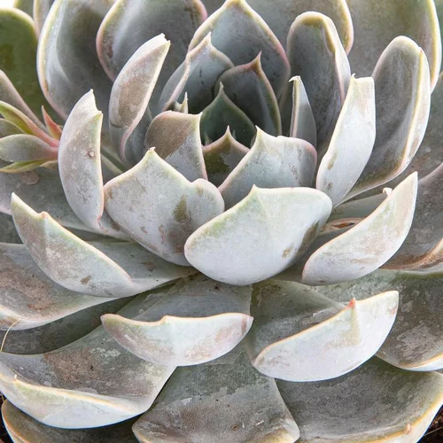 Echeveria au feuillage gris - Le pot de 2 litres