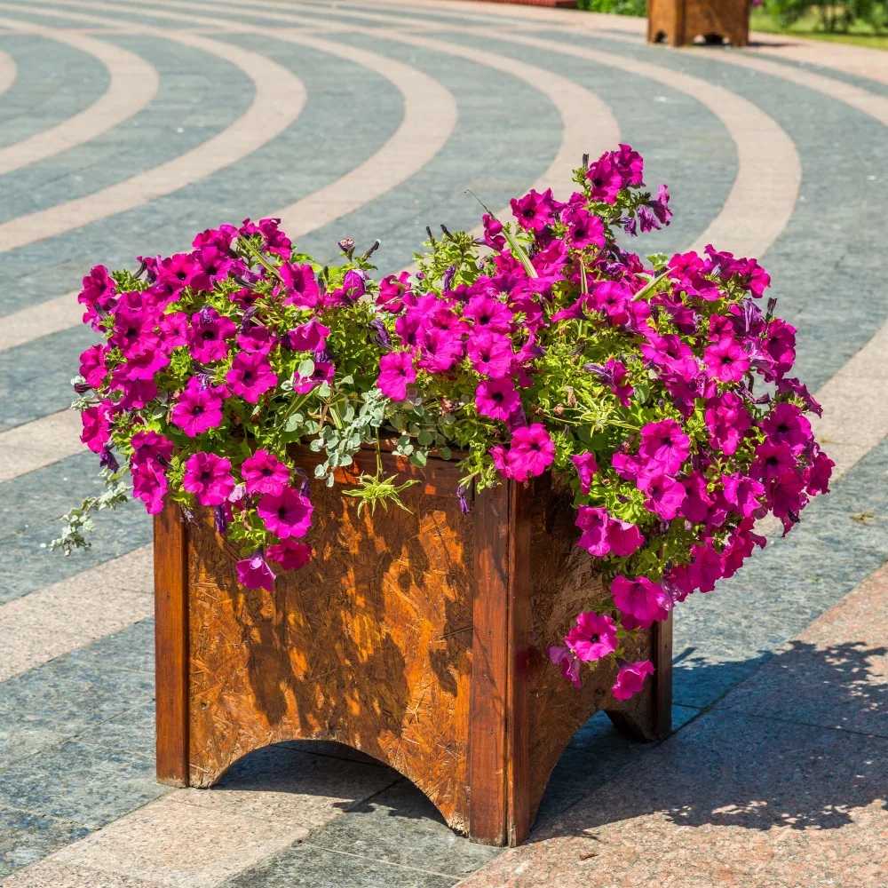 Surfinia rose Surfinia pink