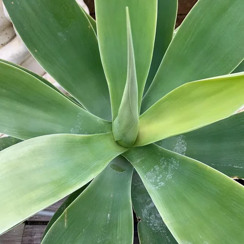 Agave Attenuata. Le pot de 8 litres