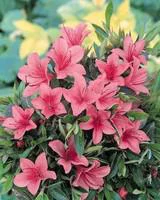 Azalée Japonaise variée (Azalea Japonica) 30/40. Le pot de 4 litres