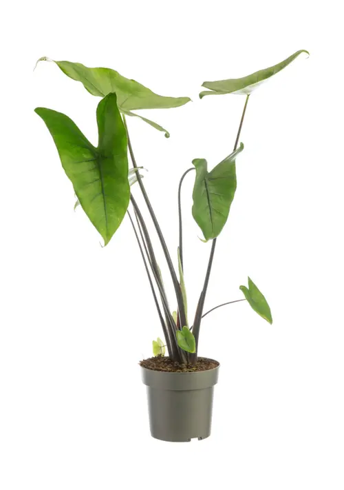 Alocasia Black Zebrina (Oreilles d’éléphant) vert. Le pot Ø 17 cm
