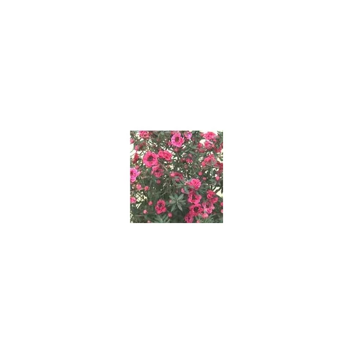 Leptospermum Scoparium rose ou Arbre à thé. Le pot de 5 litres