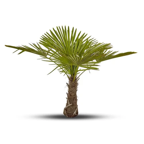 Trachycarpus Excelsa ou Palmier de Chine 30/40 cm en pot de 30 L