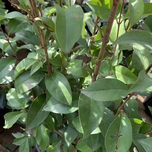 Troène (Ligustrum Japonicum) 80/100. Le pot de 7,5 litres