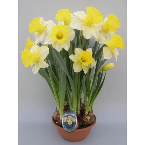 Narcisse Gold Attraction - La coupe de 27 cm