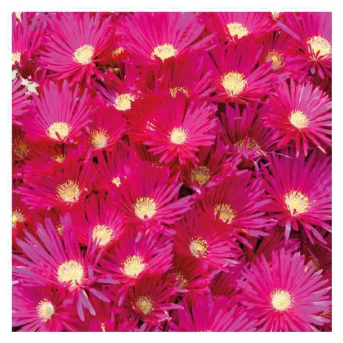 Ficoïde orange ou Lampranthe à fleurs multicolores - Le pot Ø 15 cm