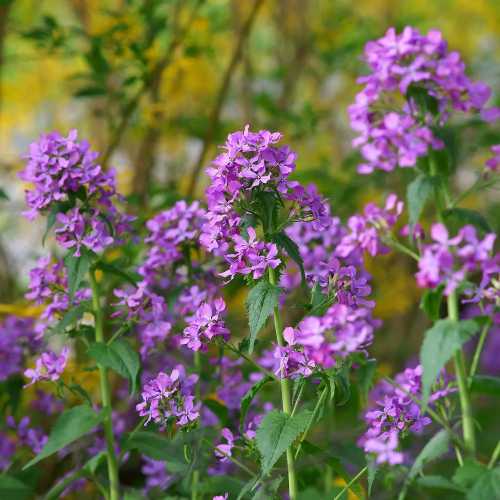 Monnaie du pape Lunaria annua