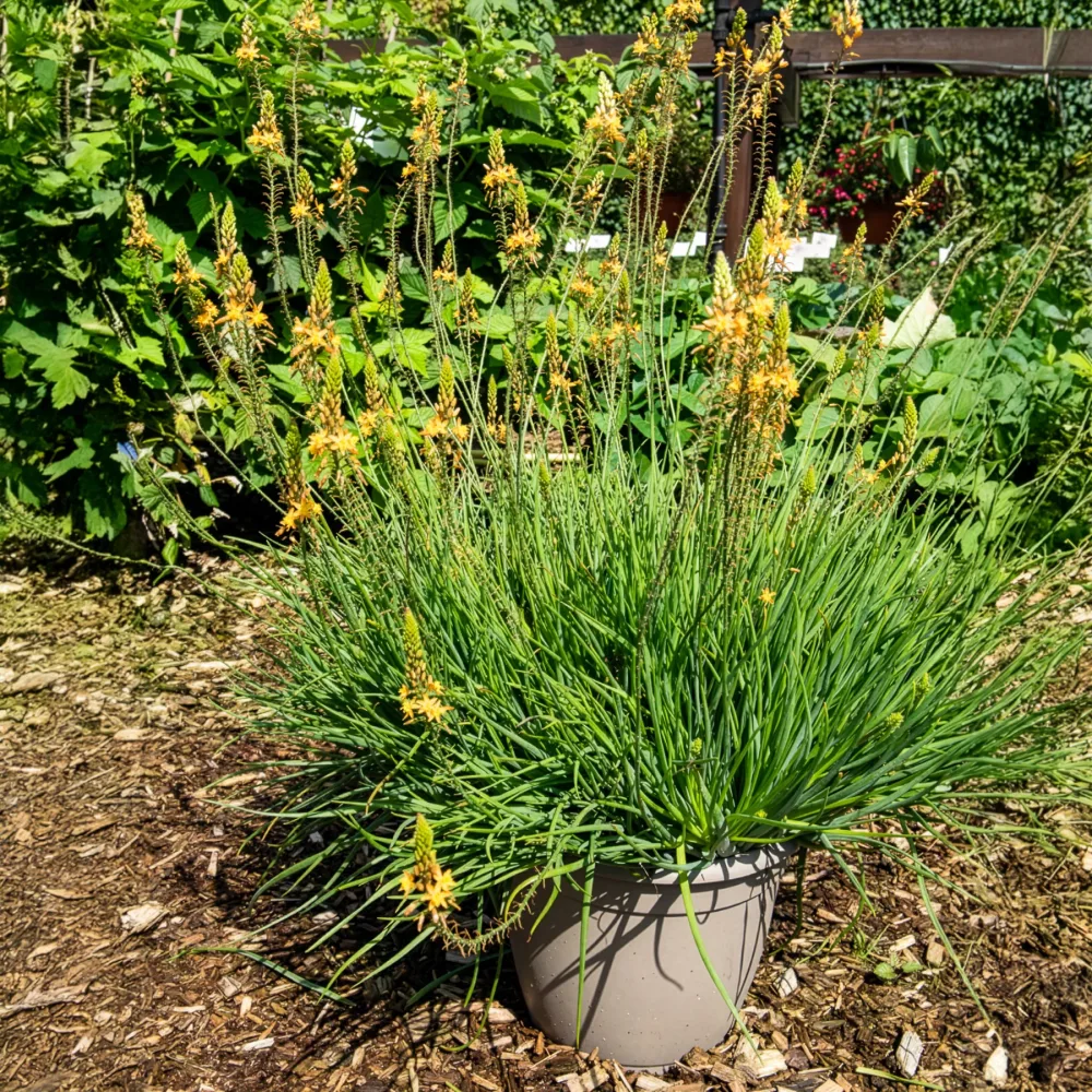 Bulbine Médicus ® Bulbine frutescens Médicus ®