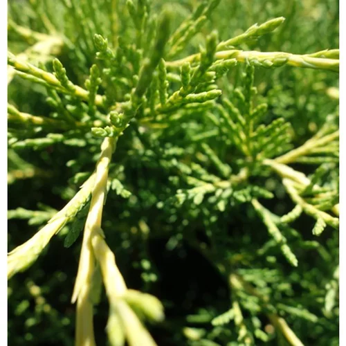 Genévrier Juniperus Old Gold. Le pot de 2 litres