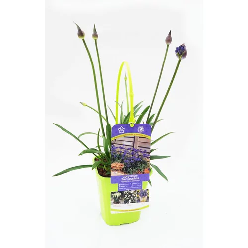 Agapanthe X Ever Sapphire Bleu en pot de 4 L