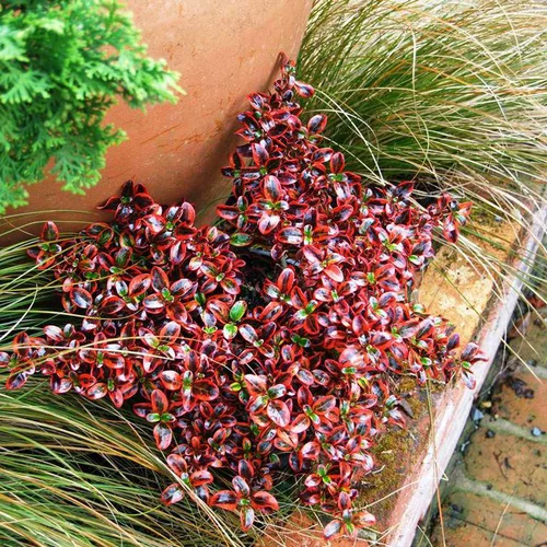 Coprosma Repens X Ignite cov multicolore en pot de 4 L