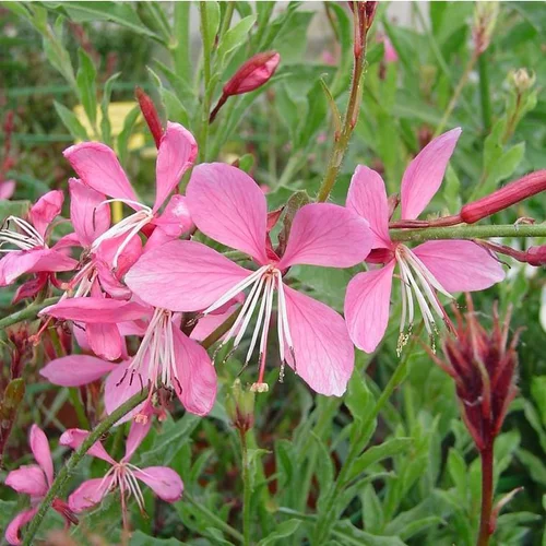 Gaura Lindheimeri Gaudi Red - Le pot de 4 litres