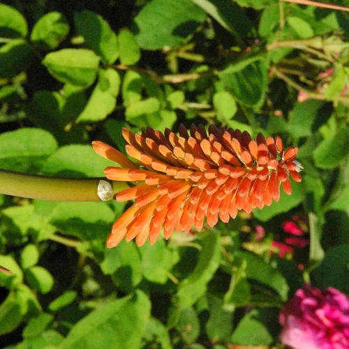Kniphofia ou Tritoma à fleurs oranges - Le pot de 2 litres