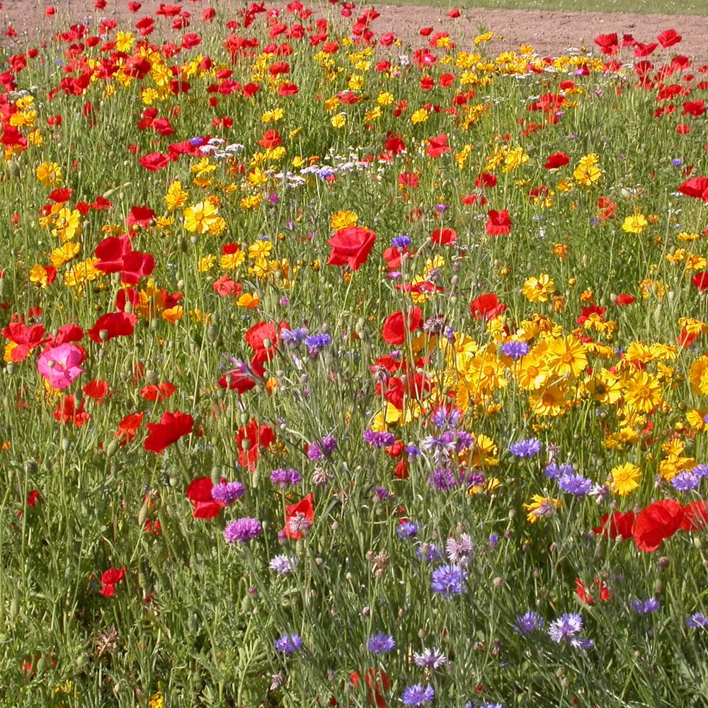 Mélange de fleurs rustiques