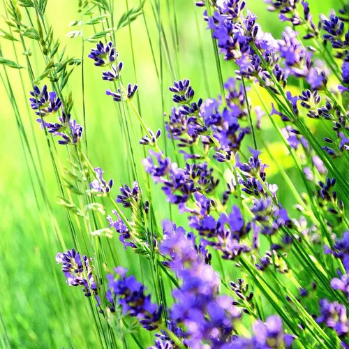 Lavandula Angustifolia "Laugusta" - Le pot de 2,5 litres