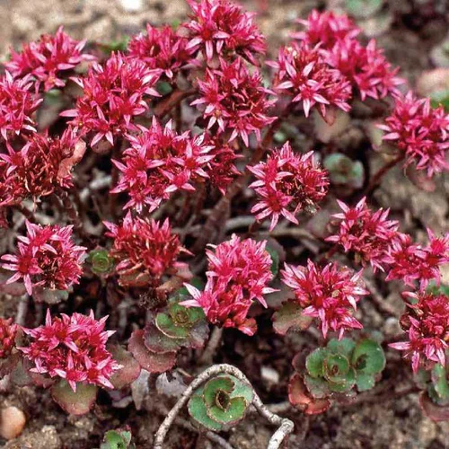 Sedum - La coupe terre cuite de 25 cm