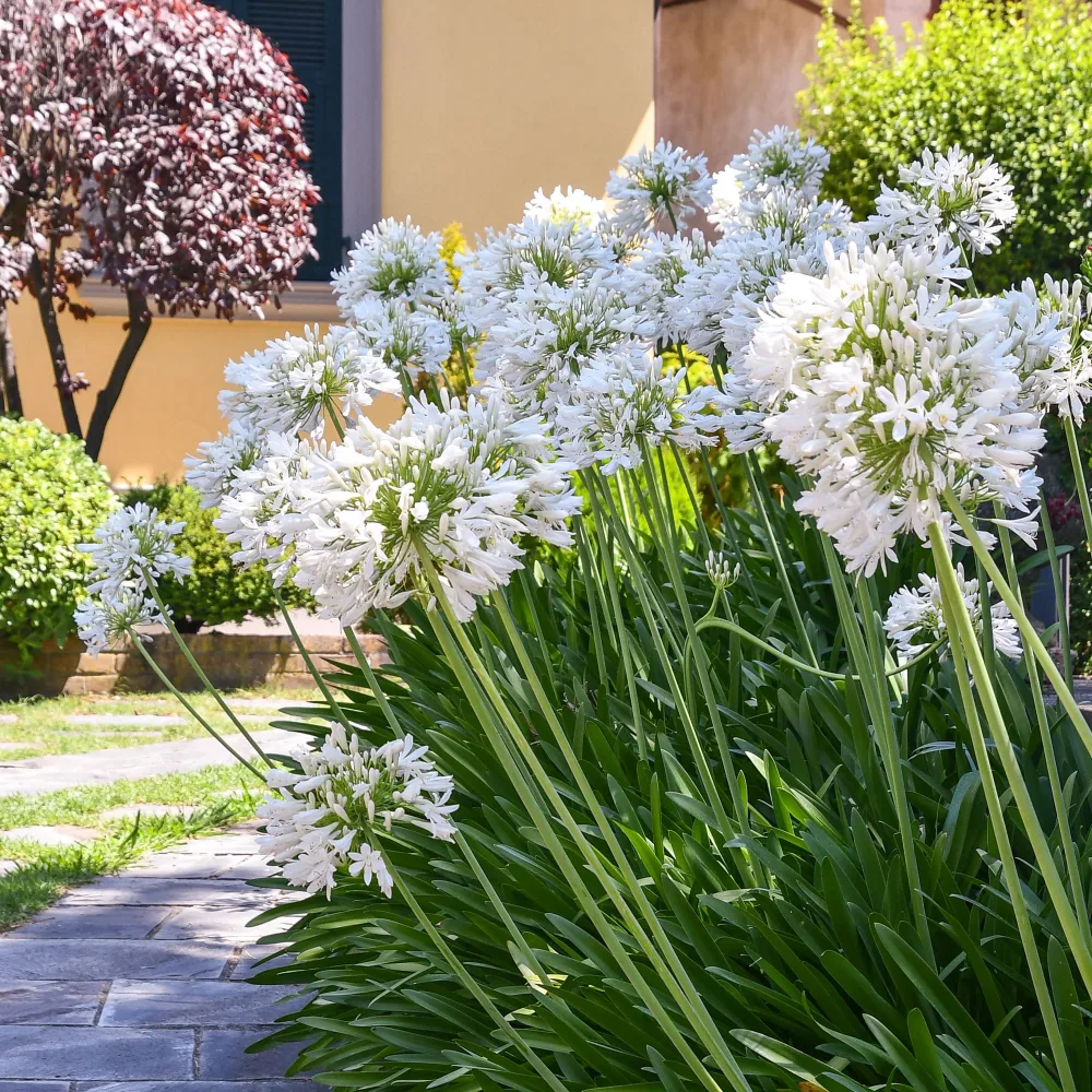 Agapanthe africaine blanche Agapanthus africanus albus