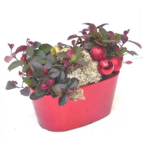 Gaultheria à baies rouges - La coupe céramique