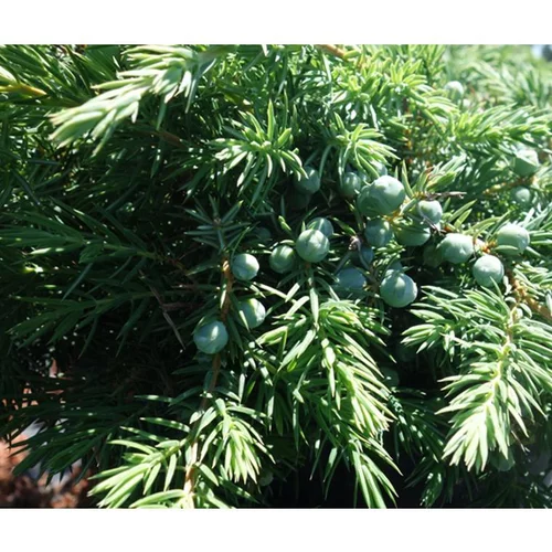 Genévrier Juniperus Conferta Slager. Le pot de 4 litres