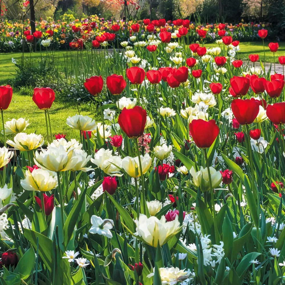 Bulbes de printemps pour massif rouge et blanc Narcissus Ice Follies, Pusckina alba, Tulipa Apeldoorn, Exotic Emperor, Seadov