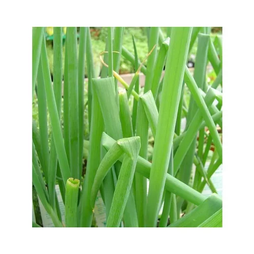 Oignon Rocambole Bio. Le pot de 1 litre