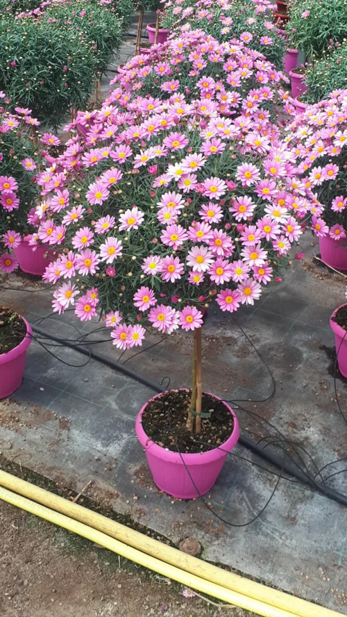Anthemis Couleur Tige. Le pot de 19 cm