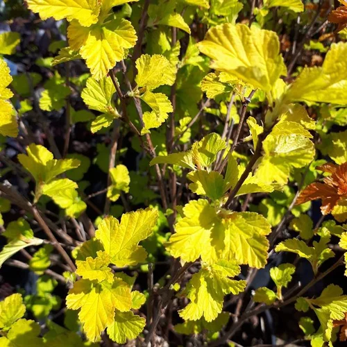 Physocarpe Angel Gold (Physocarpus Opulifolius). Le pot de 5 litres