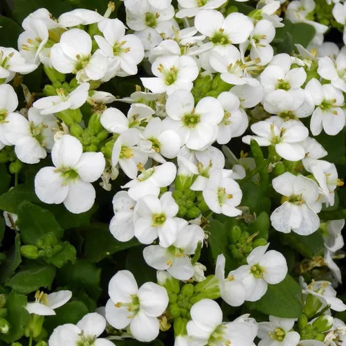 Arabette du Caucase (Arabis caucasica ou Corbeille d'argent) à fleurs blanches - Le pot de 2 litres