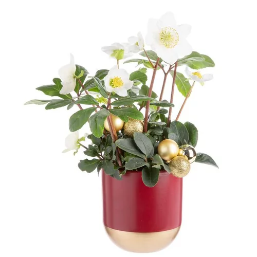 Composition de Noël hellebore multicolore pot en céramique rouge et or