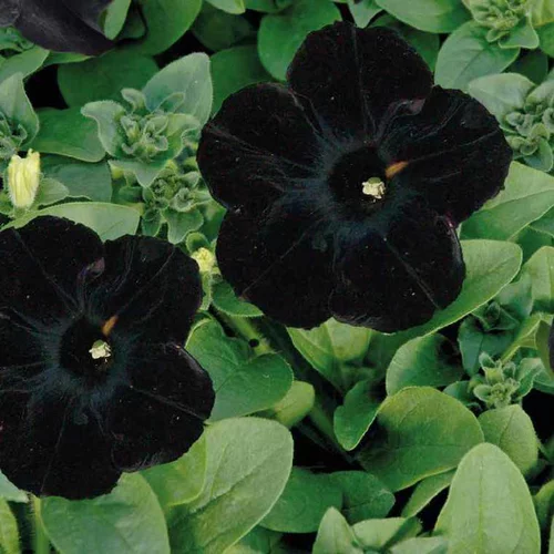 Pétunia retombant noir - Le pot de 9 x 9 cm