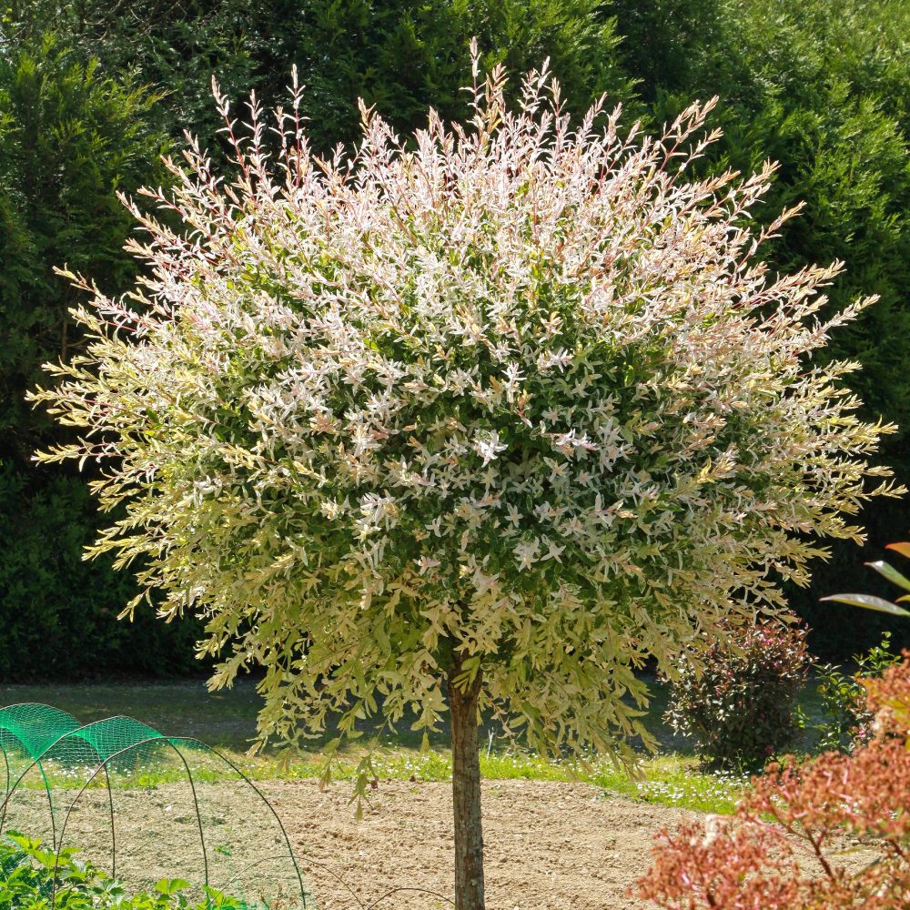 Saule crevette sur tige Salix integra Hakuro Nishiki