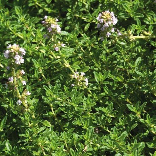 Thym Citron Bio. Le pot de 1 litre
