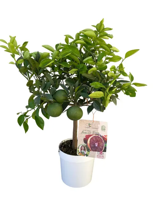 Oranger sanguine coloris orange - 5 L