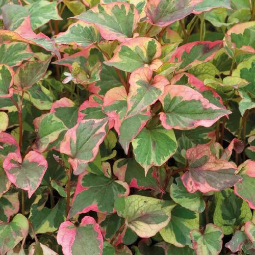 Houttuynia Cordata ou Poivre de Chine Chameleon au feuillage vert et rouge - Le pot de 1 litre