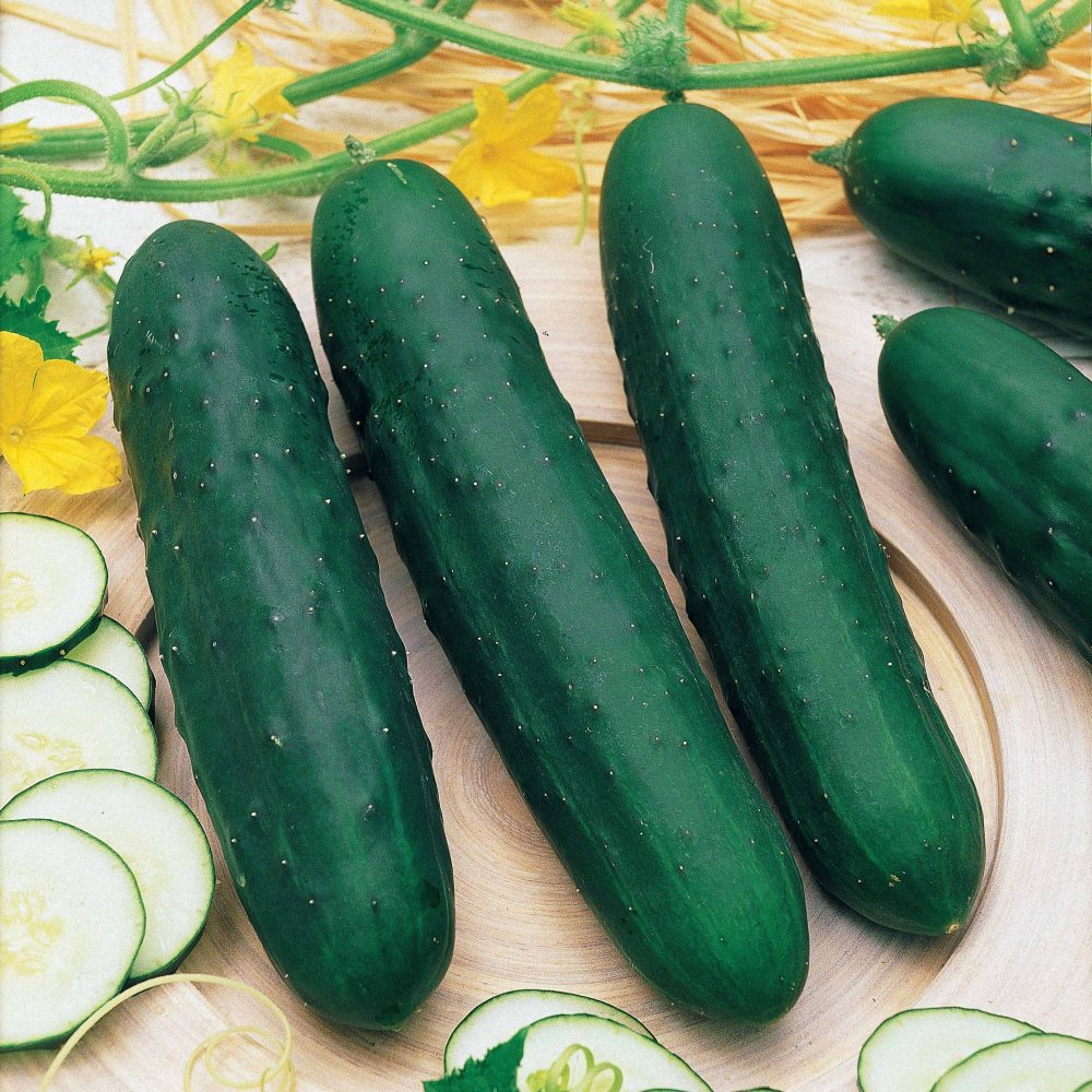 Concombre Marketer Cucumis sativus marketer