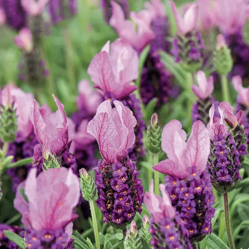 Lavande Stoechas Madrid Purple coloris violet – 3 L