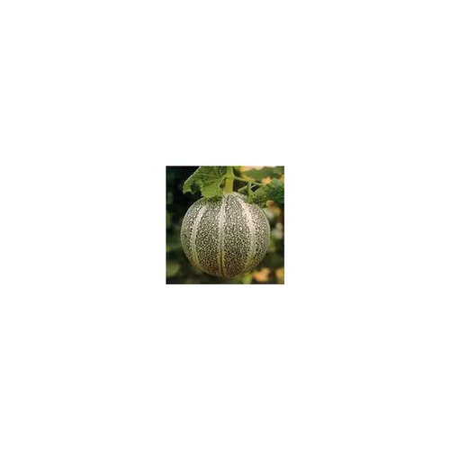 Melon Petit Gris De Rennes Bio. Le pot de 10,5 cm