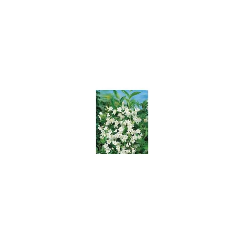 Weigela Snowflake – Pot de 4L