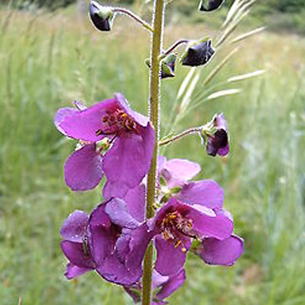 6 x Molène de Phénicie – Verbascum phoeniceum | godet 9cm x 9cm