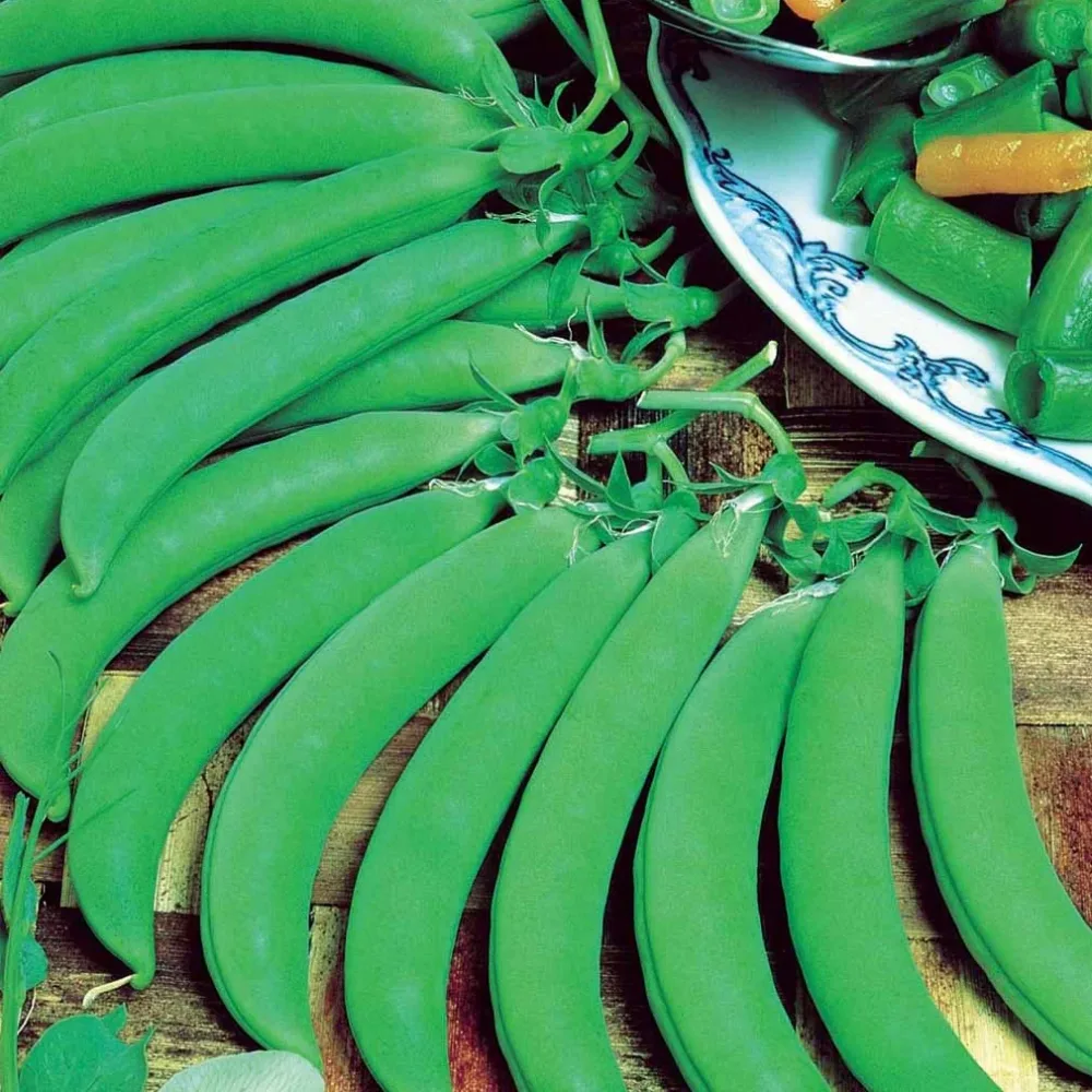 Pois ridé Sugar snap Delikett Pisum sativum