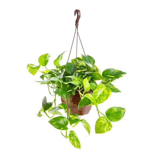 Pothos suspension Ø30xH60 cm