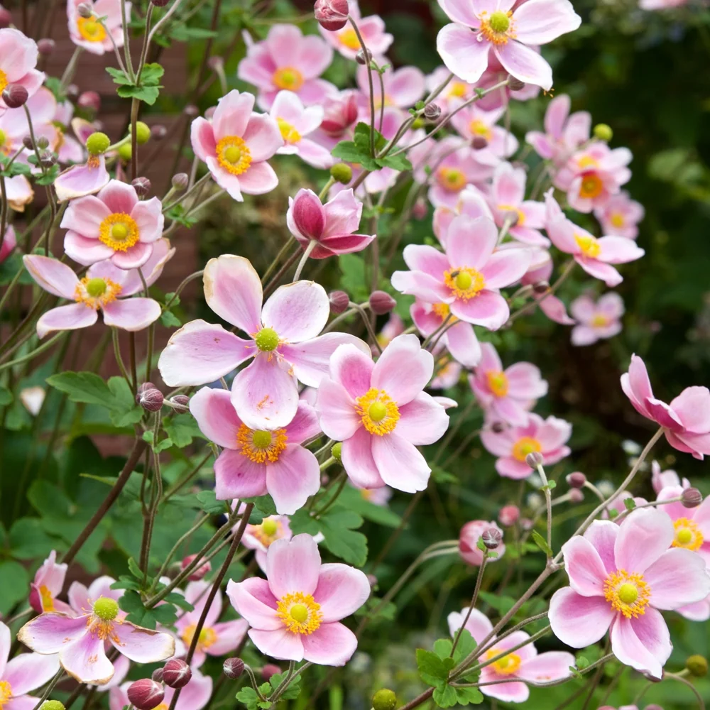 Anémone du Japon Serenade Anemone x hybrida Serenade