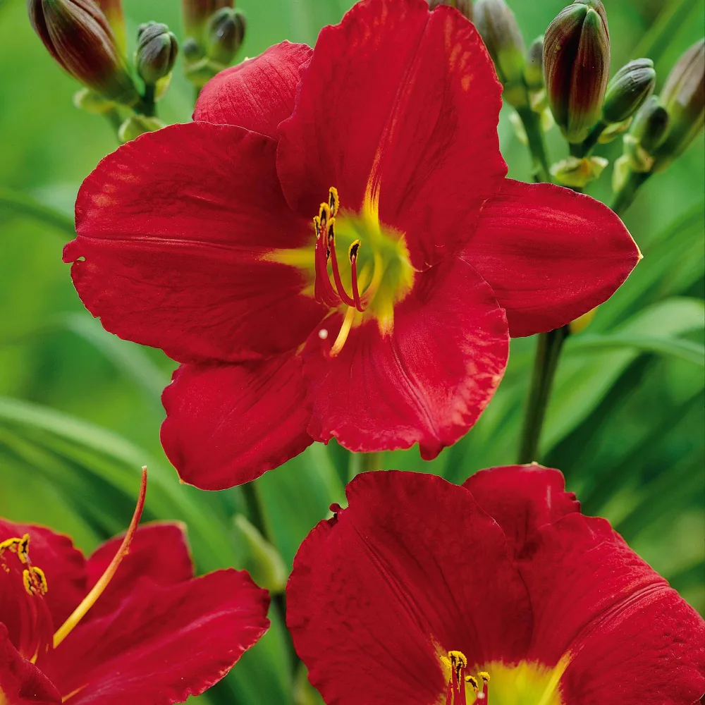 2 Hémérocalles parfumées James Marsh Hemerocallis james marsh