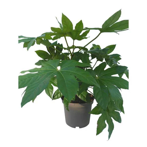 Aralia du Japon en pot de 5 litres