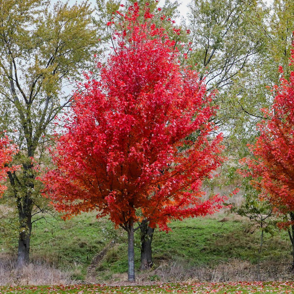 Erable de Freeman Autumn Blaze Acer freemanii Autumn Blaze