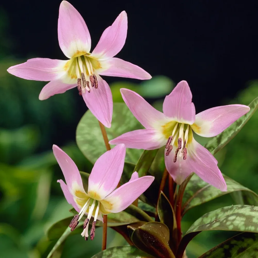 Erythrone Purple King* Erythronium 'purple king'