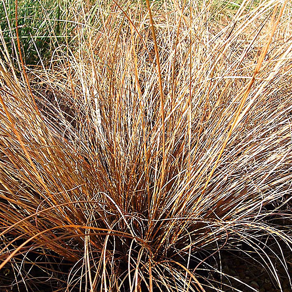 6 x Laîche – Carex comans 'Bronze Form', godet 9cm x 9cm